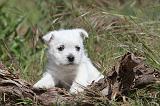 WESTIE 106